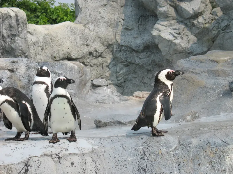 a group of penguins are standing on a rocky ledge